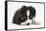 Border Collie Puppy Lying-Mark Taylor-Framed Stretched Canvas