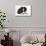 Border Collie Puppy Lying-Mark Taylor-Stretched Canvas displayed on a wall