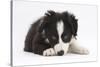 Border Collie Puppy Lying-Mark Taylor-Stretched Canvas