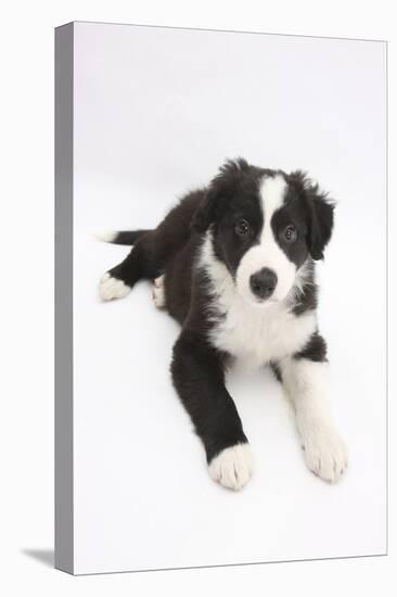 Border Collie Puppy Lying-Mark Taylor-Stretched Canvas