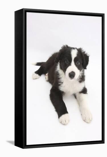 Border Collie Puppy Lying-Mark Taylor-Framed Stretched Canvas