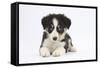 Border Collie Puppy Lying-Mark Taylor-Framed Stretched Canvas