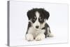 Border Collie Puppy Lying-Mark Taylor-Stretched Canvas