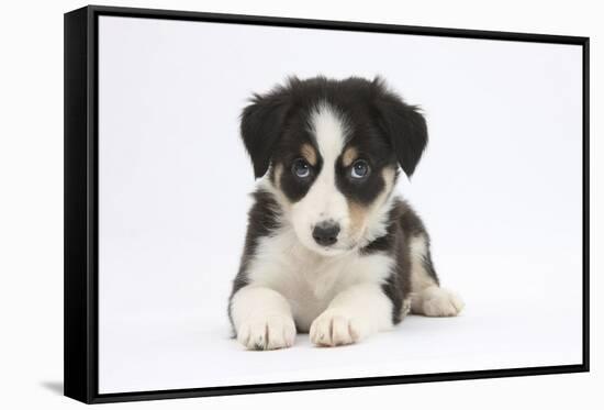 Border Collie Puppy Lying-Mark Taylor-Framed Stretched Canvas