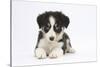 Border Collie Puppy Lying-Mark Taylor-Stretched Canvas