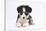 Border Collie Puppy Lying-Mark Taylor-Stretched Canvas