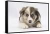 Border Collie Puppy Lying-Mark Taylor-Framed Stretched Canvas