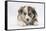 Border Collie Puppy Lying-Mark Taylor-Framed Stretched Canvas