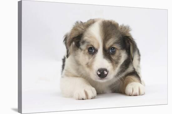 Border Collie Puppy Lying-Mark Taylor-Stretched Canvas