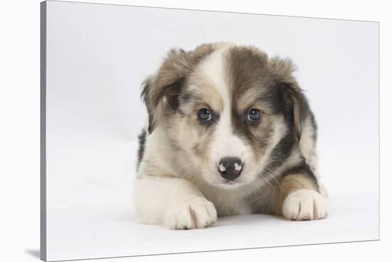 Border Collie Puppy Lying-Mark Taylor-Stretched Canvas