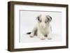 Border Collie Puppy Lying-Mark Taylor-Framed Photographic Print