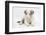 Border Collie Puppy Lying-Mark Taylor-Framed Photographic Print