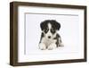 Border Collie Puppy Lying-Mark Taylor-Framed Photographic Print