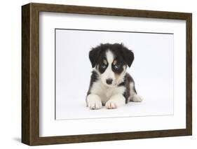 Border Collie Puppy Lying-Mark Taylor-Framed Photographic Print