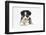 Border Collie Puppy Lying-Mark Taylor-Framed Photographic Print