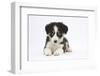 Border Collie Puppy Lying-Mark Taylor-Framed Photographic Print