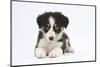 Border Collie Puppy Lying-Mark Taylor-Mounted Photographic Print