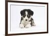 Border Collie Puppy Lying-Mark Taylor-Framed Photographic Print