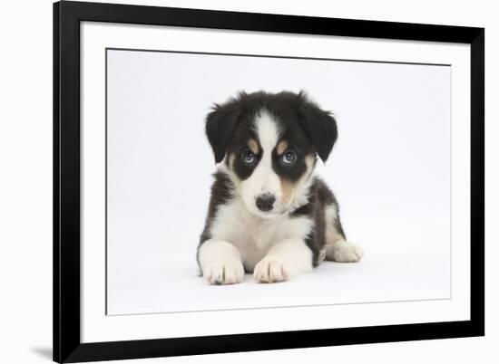 Border Collie Puppy Lying-Mark Taylor-Framed Photographic Print