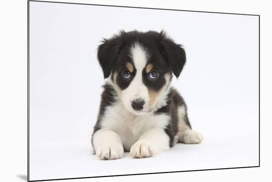 Border Collie Puppy Lying-Mark Taylor-Mounted Photographic Print