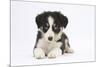 Border Collie Puppy Lying-Mark Taylor-Mounted Photographic Print