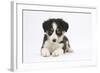 Border Collie Puppy Lying-Mark Taylor-Framed Photographic Print