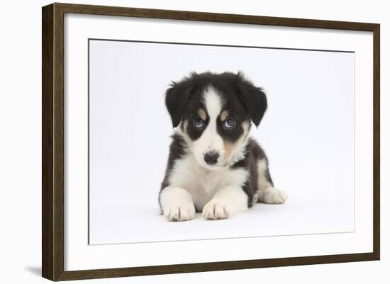 Border Collie Puppy Lying-Mark Taylor-Framed Photographic Print