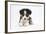 Border Collie Puppy Lying-Mark Taylor-Framed Photographic Print