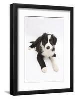 Border Collie Puppy Lying-Mark Taylor-Framed Photographic Print