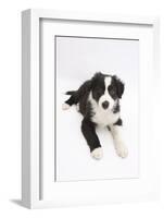 Border Collie Puppy Lying-Mark Taylor-Framed Photographic Print