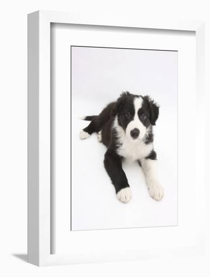 Border Collie Puppy Lying-Mark Taylor-Framed Photographic Print