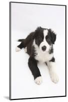 Border Collie Puppy Lying-Mark Taylor-Mounted Photographic Print