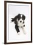 Border Collie Puppy Lying-Mark Taylor-Framed Photographic Print