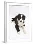 Border Collie Puppy Lying-Mark Taylor-Framed Photographic Print