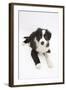 Border Collie Puppy Lying-Mark Taylor-Framed Photographic Print