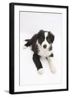 Border Collie Puppy Lying-Mark Taylor-Framed Photographic Print