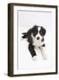 Border Collie Puppy Lying-Mark Taylor-Framed Photographic Print