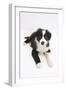 Border Collie Puppy Lying-Mark Taylor-Framed Photographic Print