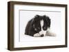 Border Collie Puppy Lying-Mark Taylor-Framed Photographic Print