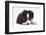 Border Collie Puppy Lying-Mark Taylor-Framed Photographic Print