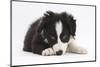 Border Collie Puppy Lying-Mark Taylor-Mounted Photographic Print