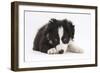 Border Collie Puppy Lying-Mark Taylor-Framed Photographic Print