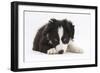 Border Collie Puppy Lying-Mark Taylor-Framed Photographic Print