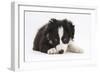 Border Collie Puppy Lying-Mark Taylor-Framed Photographic Print