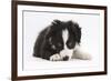 Border Collie Puppy Lying-Mark Taylor-Framed Photographic Print