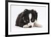 Border Collie Puppy Lying-Mark Taylor-Framed Photographic Print