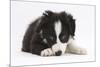 Border Collie Puppy Lying-Mark Taylor-Mounted Photographic Print