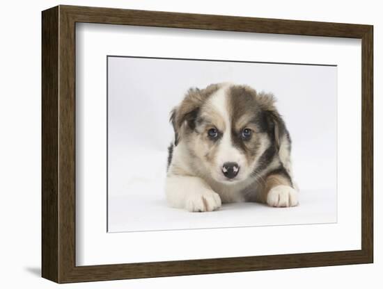 Border Collie Puppy Lying-Mark Taylor-Framed Photographic Print