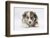 Border Collie Puppy Lying-Mark Taylor-Framed Photographic Print