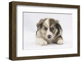 Border Collie Puppy Lying-Mark Taylor-Framed Photographic Print